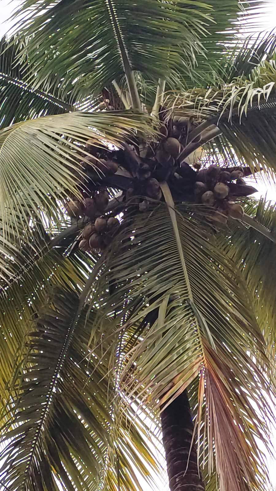 Kokosova palma, Femili Kingdom hotel